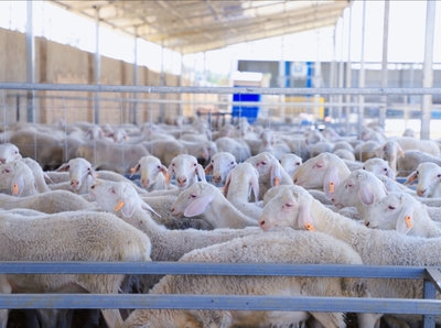 新牧業(yè) 新布局 新希望——和碩縣 “場繁戶育”模式激活鄉(xiāng)村振興“畜牧動能”