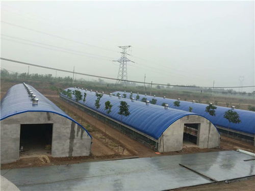 大棚養(yǎng)豬成本效益分析與多元經(jīng)營新思路——以承德帥赫畜牧為例